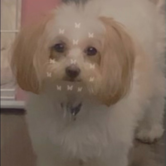 Meet your Posher, Lekesha - Picture 1 of 1